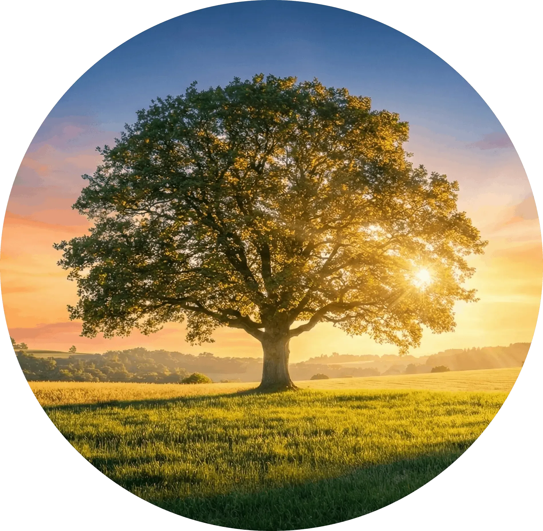 Tree in a field representing environmental integrity